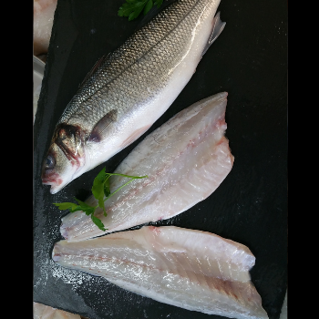 Curing Striped Bass Fillets